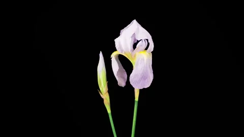 Blooming White Iris Flower Stock Footage 335148352