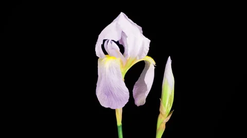 Blooming White Iris Flower Stock Footage 336559081