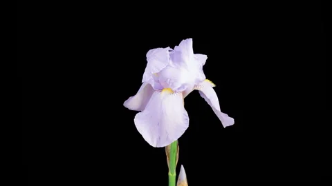 Blooming White Iris Flower Stock Footage 337422403