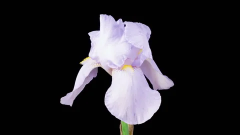 Blooming White Iris Flower Video stock 338346900