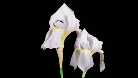 Blooming White Iris Flower Video stock 347596992