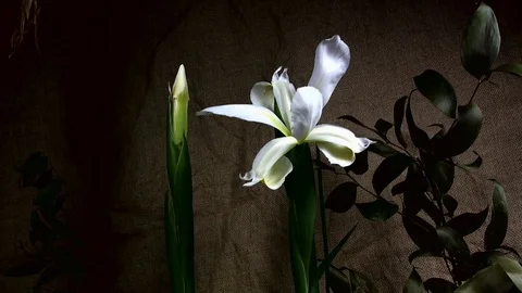 Blooming white iris, timelapse footage. Stock Footage 108100288