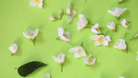 Blooming white jasmine flowers on greenery background close-up Stock Footage 321007664