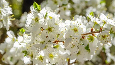 Blooming white leaf trees in spring Stock Photos