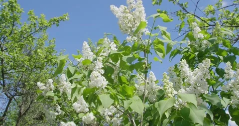 Blooming white lilac . Stock Footage 131310216