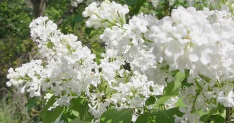 Blooming white lilac . Stock Footage 131310225