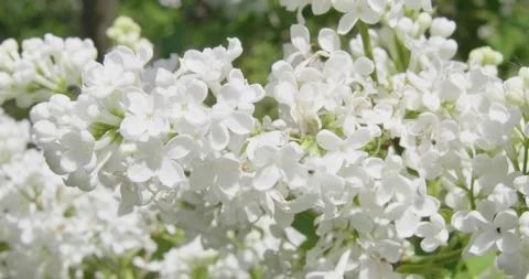 Blooming white lilac . Stock Footage 131310242