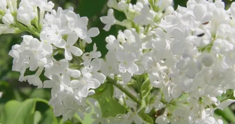 Blooming white lilac . Stock Footage 131310359