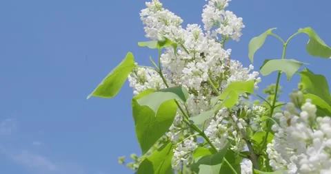 Blooming white lilac . Stock Footage 131310384