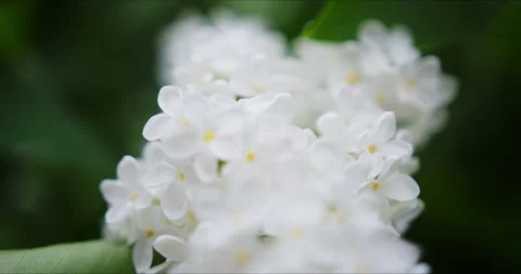 Blooming white lilac 動画素材 132333042