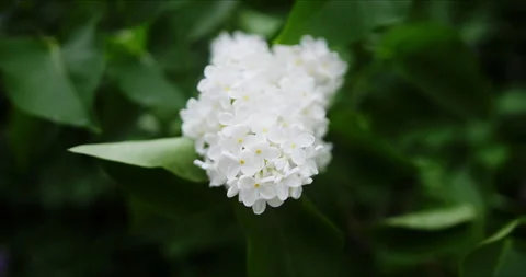 Blooming white lilac Stock Footage 132333184