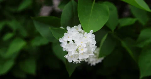 Blooming white lilac Stock Footage 132333285