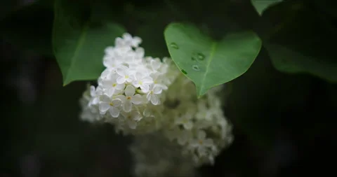 Blooming white lilac Stock-Footage 132333331