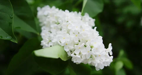 Blooming white lilac 스톡 동영상 132333639