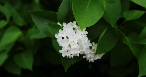 Blooming white lilac Vídeos de archivo 132333733