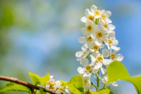 Blooming white lilac at springtime Stock Photos