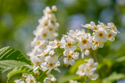 Blooming white lilac at springtime Stock Photos