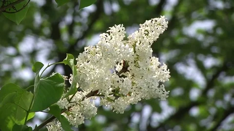 Blooming white lilac in the summer Video stock 85093692