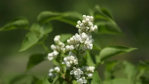Blooming white lilac tree macro Stock Footage 194095320