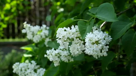 Blooming white lilac in the wind Stock Footage 63040906