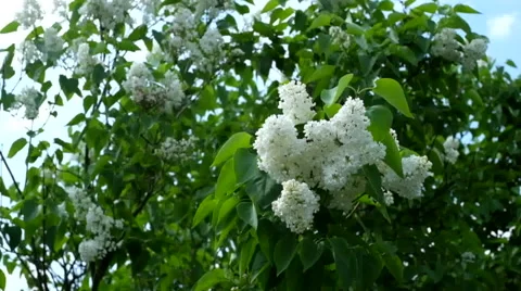 Blooming white lilac in the wind Stock Footage 63042680
