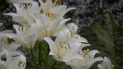 Blooming white lilies Stock Footage