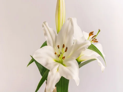 Blooming white lily flower buds  (Lilium Samur). Isolated on white background. Stock Footage