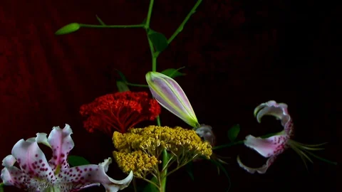 Blooming white lily flower buds Lilium Samur , timelapse footage. Close up, m Stock Footage