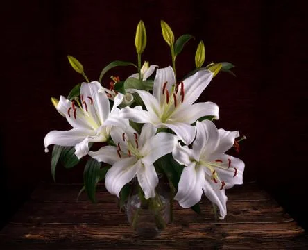 Blooming white lily flower buds (Lilium Samur) in vase on dark background Stock Photos