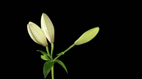 Blooming white lily Stock Footage 11138038