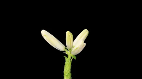 Blooming white lily  Stock Footage 23419005