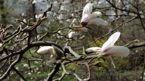 Blooming white magnolia Stock-Footage 107283654
