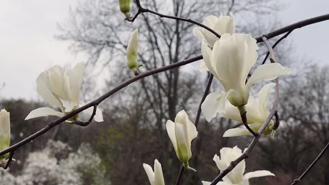 Blooming white magnolia Video stock 111723322