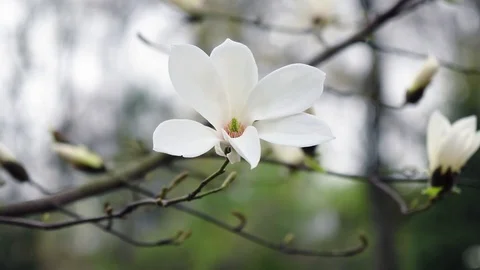 Blooming white magnolia Video stock 117133599