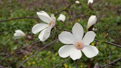 Blooming white magnolia Stock-Footage 117348125