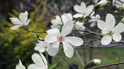 Blooming white magnolia Stock Footage 118010767