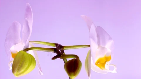 Blooming of White Orchids Stock Footage 113920176