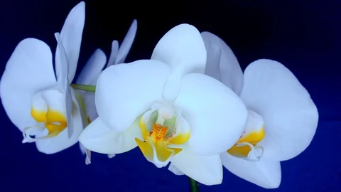 Blooming of White Orchids Stock Footage 114185732