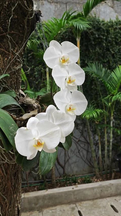 Blooming of white orchids Stock Footage 274855691