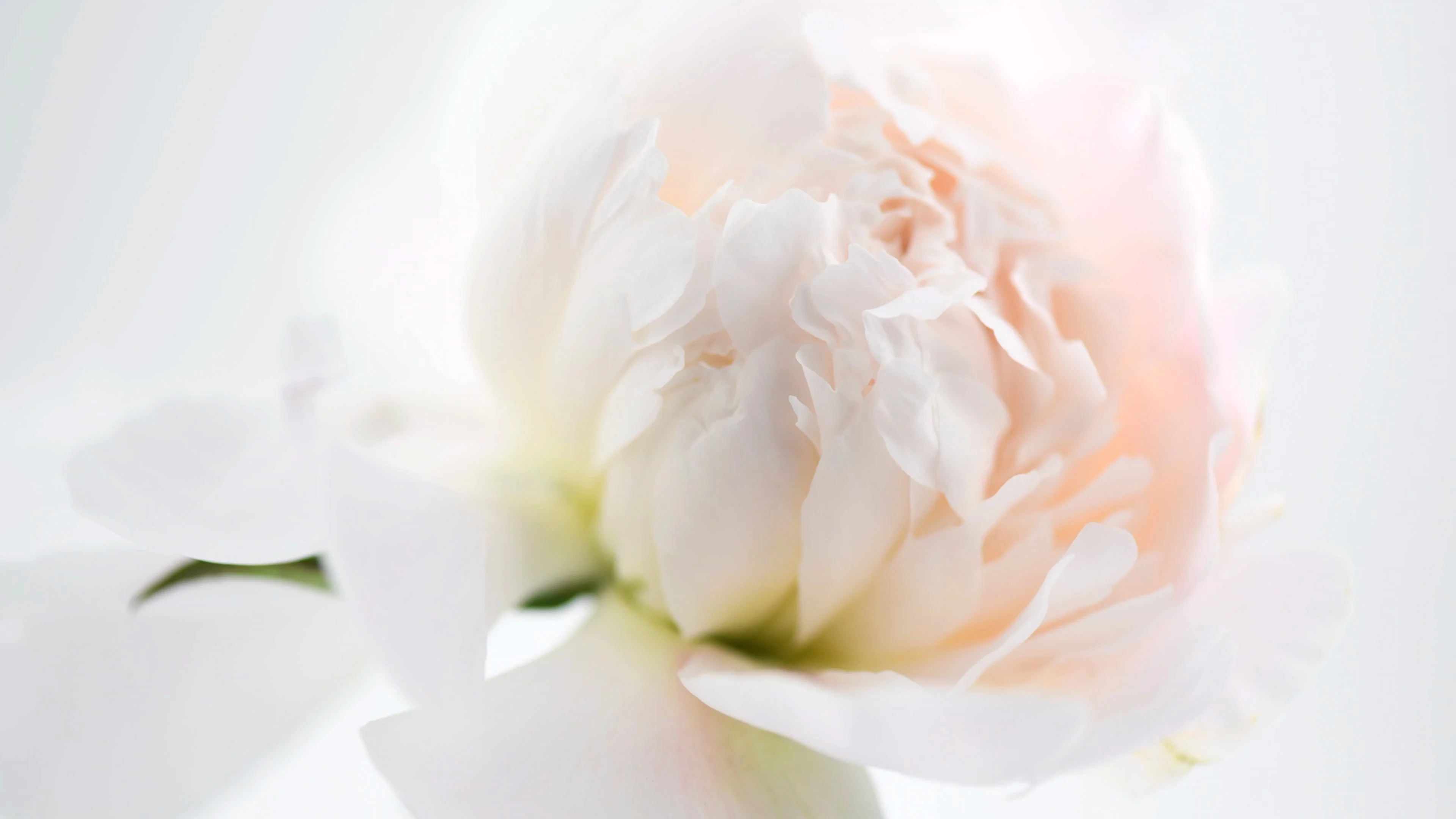 Blooming white peony background. Beautif... | Stock Video | Pond5