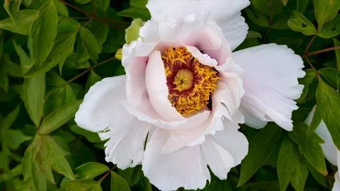 Blooming white peony bush. Selective focus. Stock Footage 237107989