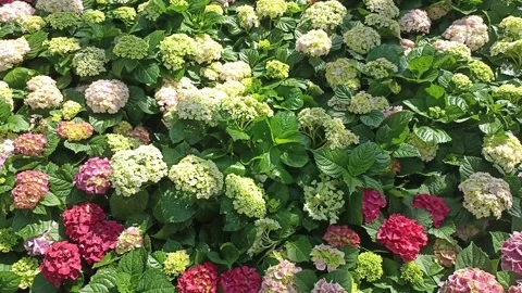 Blooming white pink hydrangea macrophylla flower field garden horticulture Stock Footage 296100657