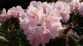 Blooming white rhododendron flowers close up pan 4k or 4k+ Resolution