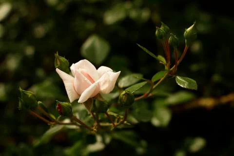 Blooming white rose    Stock Photos