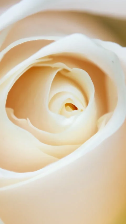 Blooming white rose time lapse | Stock Video | Pond5