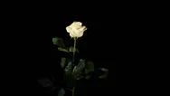 Blooming White Roses On The Black Background, Timelapse Stock Footage