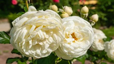 Blooming white roses with dew drops in sunny garden Stock Photos