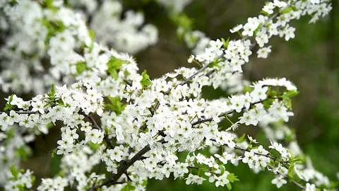 Blooming white shrubs on a spring day. Vídeo Stock 252521065