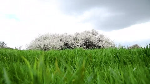 Blooming white shrubs on a spring day. Vidéo 252521116
