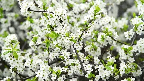 Blooming white shrubs on a spring day. Stock Footage 270305524